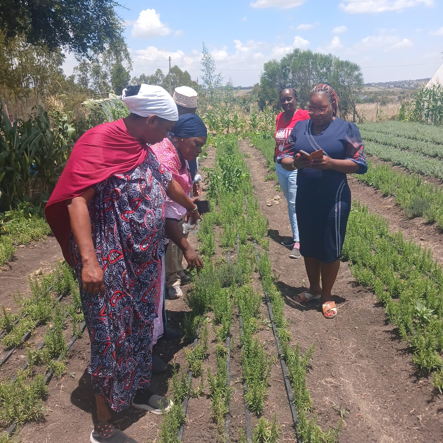 Experimental Field Kenya 1