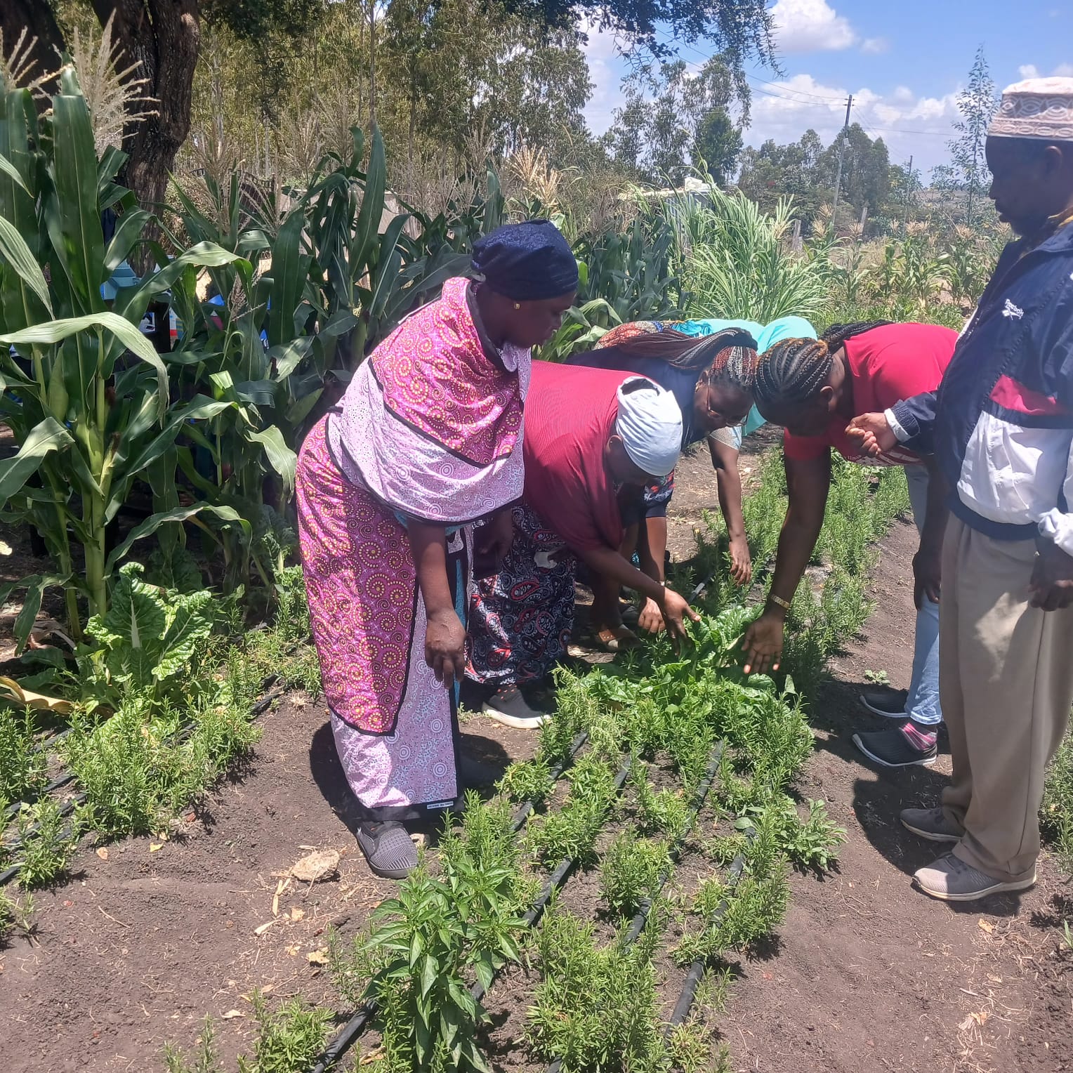 Experimental Field Kenya 2