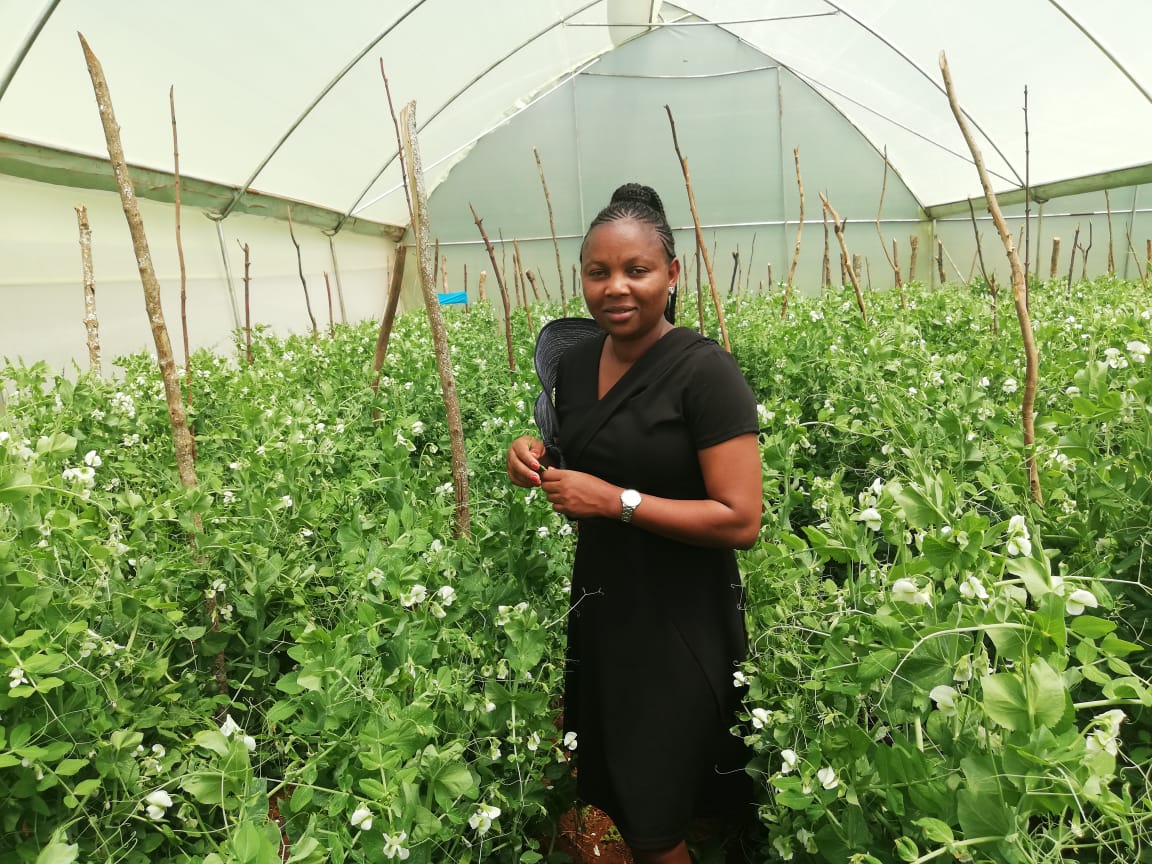 Experimental Field Kenya 4