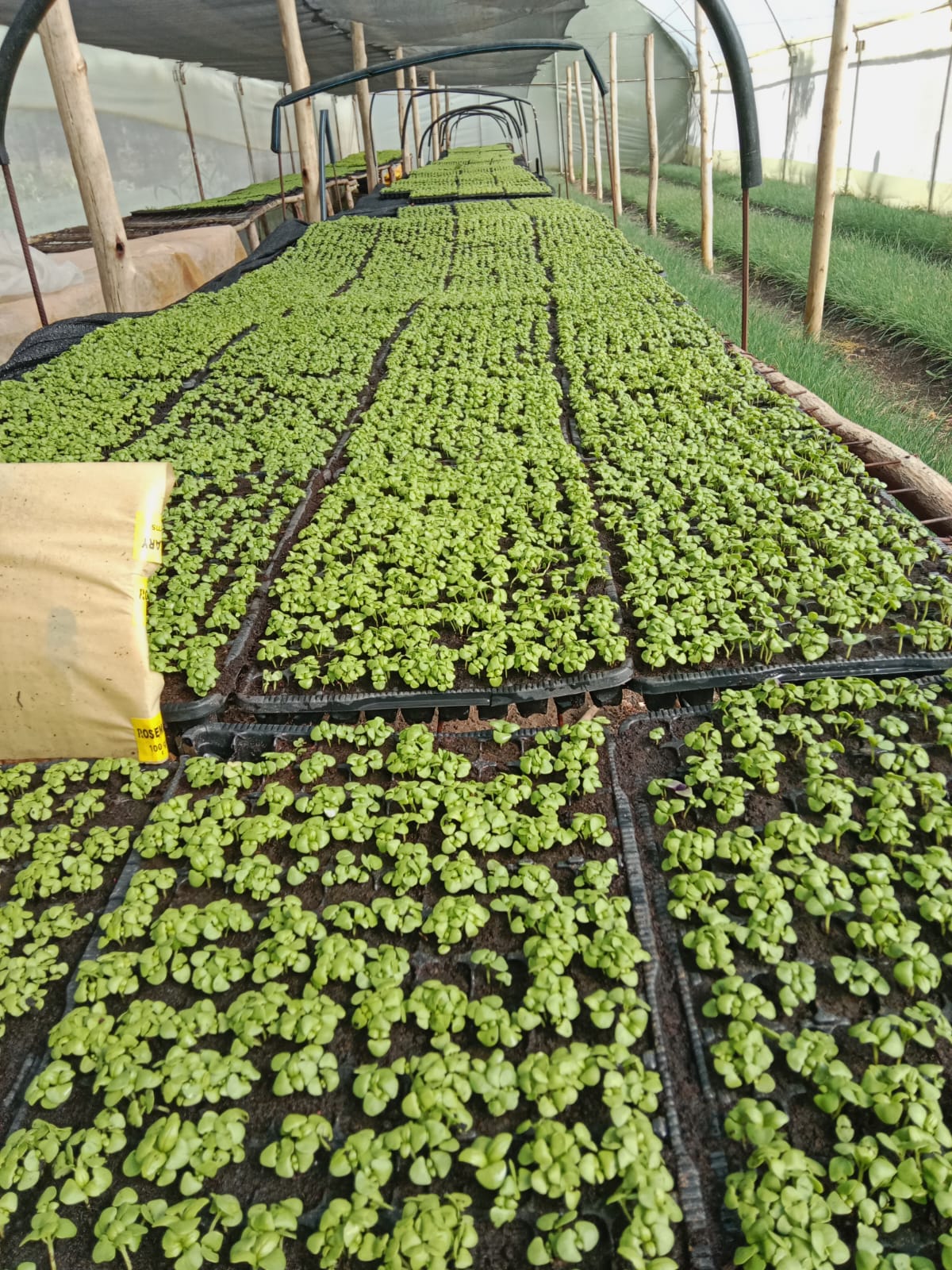 Experimental Field Mauritius 1