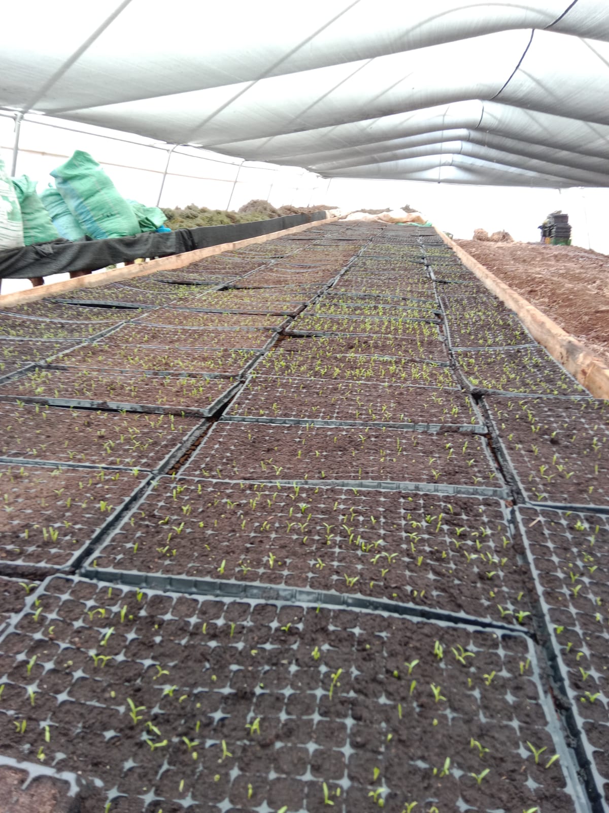 Experimental Field Mauritius 2