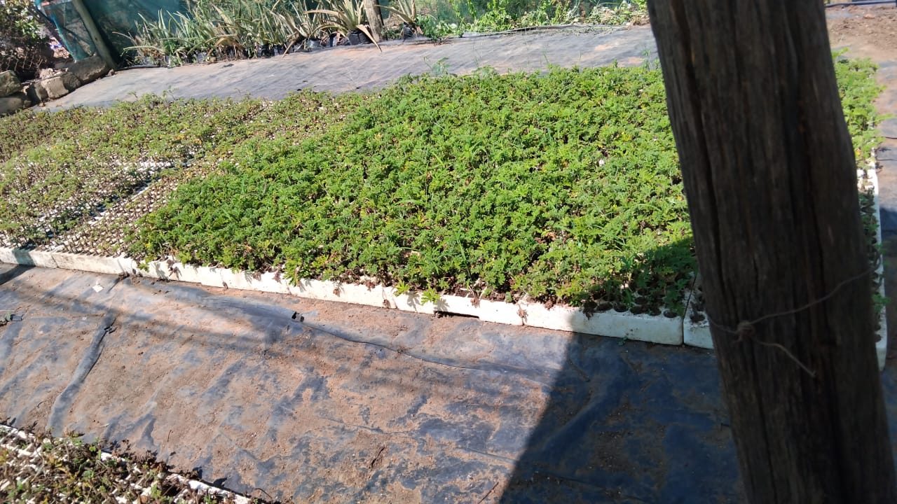 Experimental Field Mauritius 3