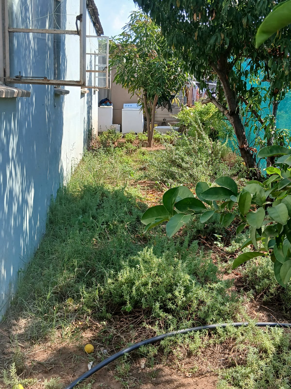 Experimental Field Mauritius 4