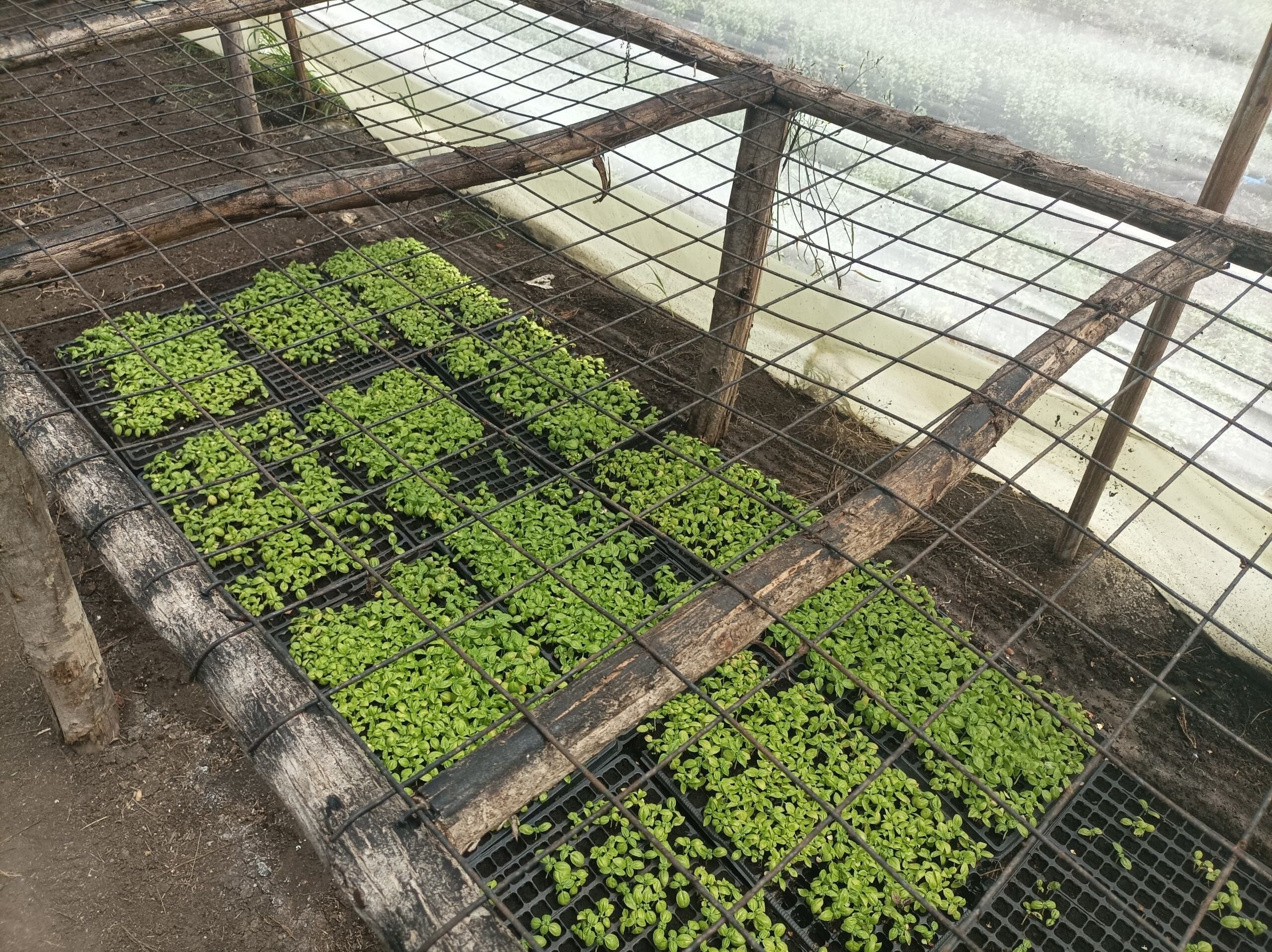 Experimental Field South Africa 2