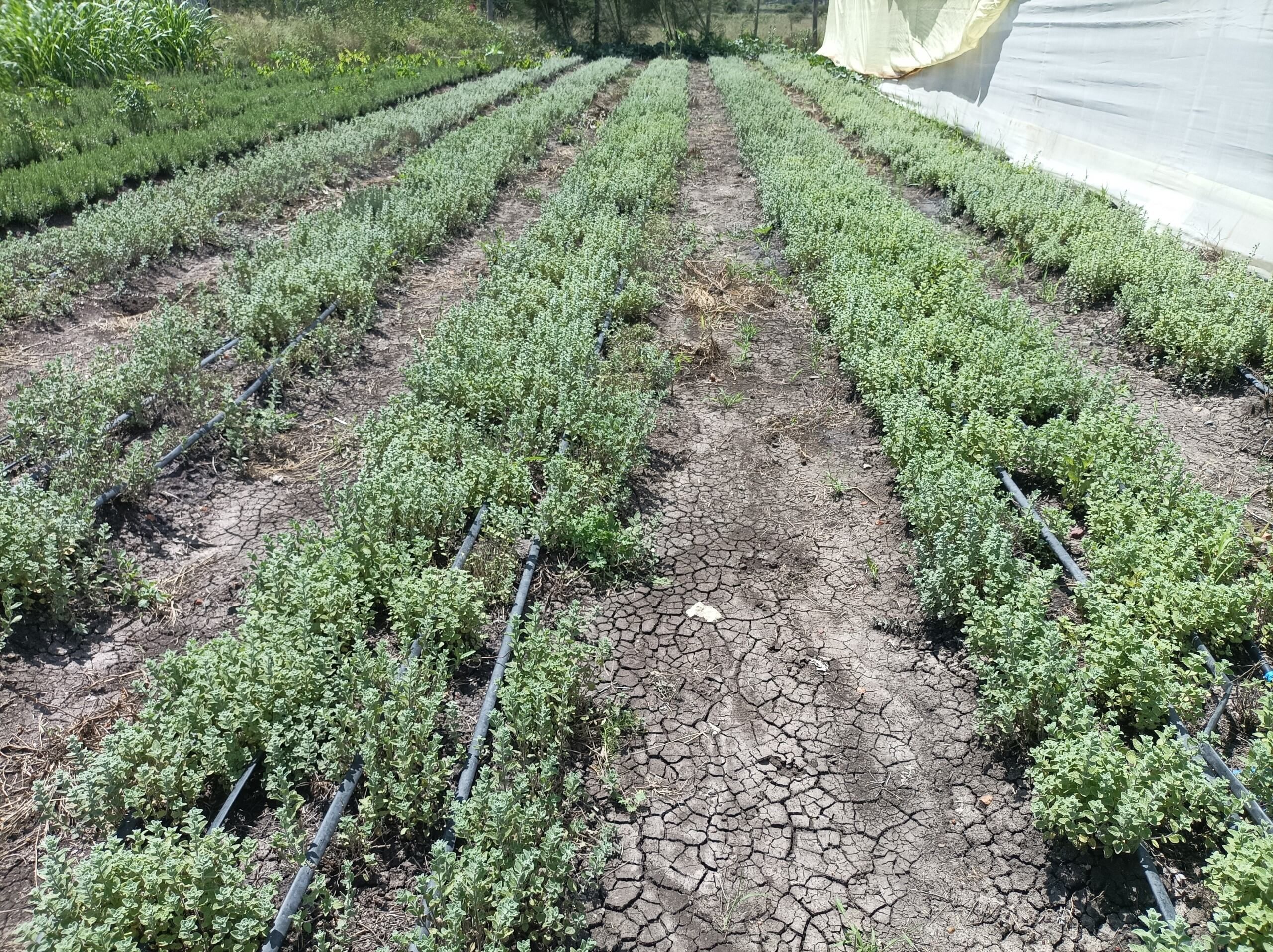 Experimental Field South Africa 3