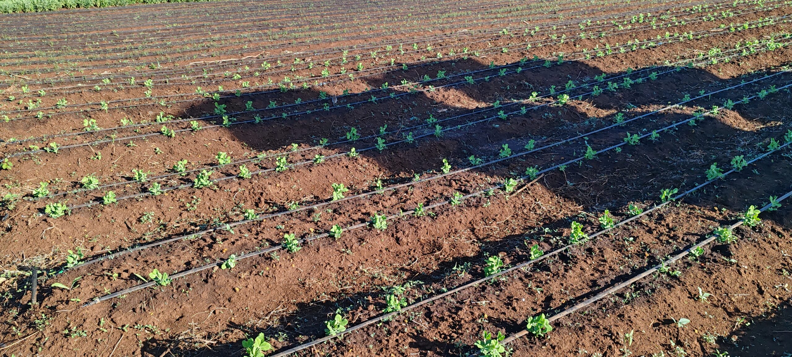 Experimental Field South Africa 4